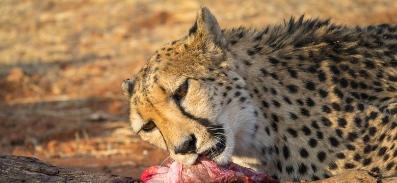 Gepard - freilebend in Namiba