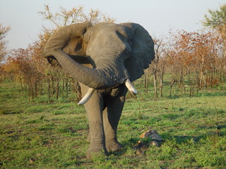 Elefant grüßt