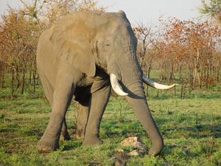 Elefant mit großen Stoßzähnen