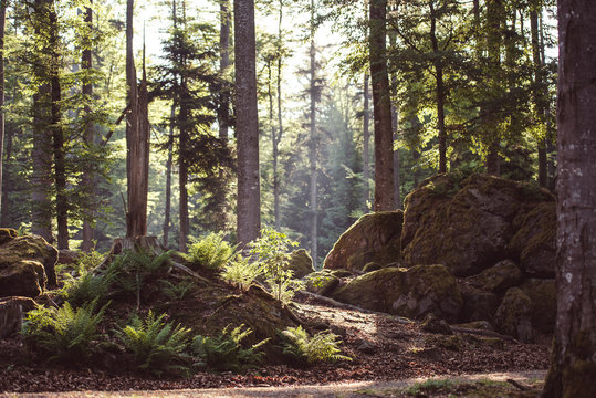 Walking in Bayerischer Wald National Park, Germany