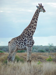 Giraffen Männchen