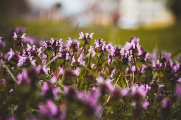 lavender flowers on the field