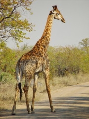 Giraffe im Sonnenlicht