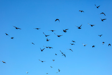 A flock of pigeons against the blue sky
