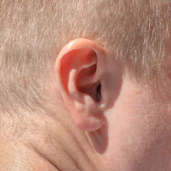 The ear is on the man's head