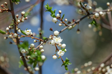 Flowers on a tree against a blue sky