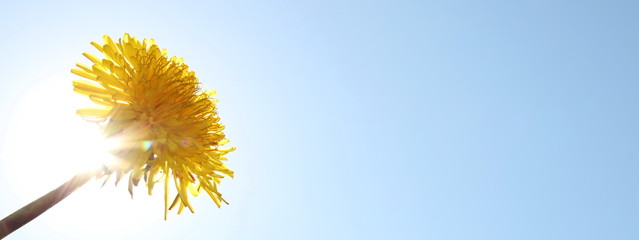 красивый желтый одуванчик на фоне солнца и неба, вид снизу        