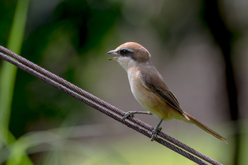 Brown shrike