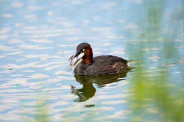 little grebe also known as dabchick, is a member of the grebe family of water birds
