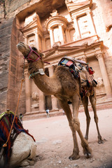 Camel and owner in Petra, Jordan