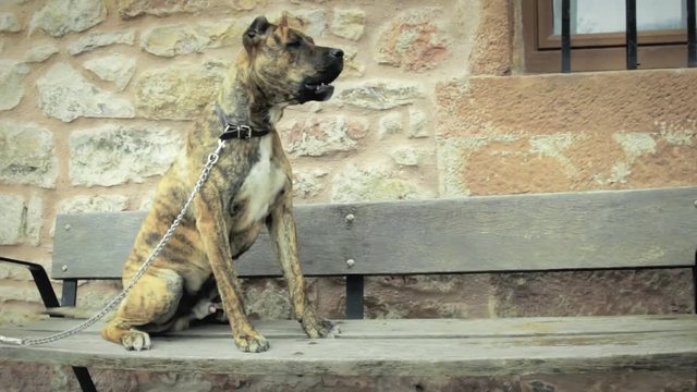 Perro ladrando sobre un banco