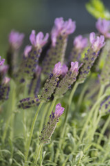 Lavendelblüte