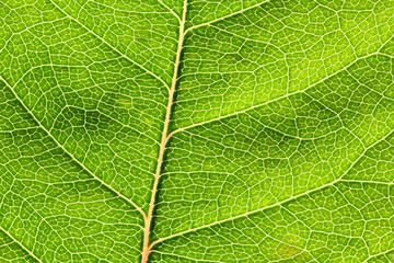 Closeup of a leaf from a deciduous tree, Lüneburg Heath, Germany.