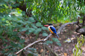 Black-Capped Kingfisher has a purple-blue wings and back, black head and shoulders, white neck collar and throat, and rufous underparts.