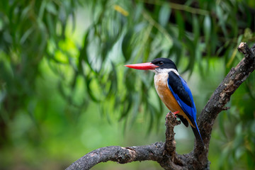 Black-Capped Kingfisher has a purple-blue wings and back, black head and shoulders, white neck collar and throat, and rufous underparts.