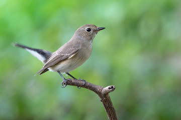 Taiga Flycatcher in Bangkok THAILAND