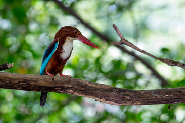 White-throated Kingfisher is a bright blue back, wings and tail. Its head, shoulders, flanks and lower belly are chestnut, and the throat and breast are white.
