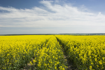 Fototapeta premium Rape field and white clouds