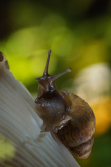 Snail in the forest