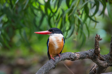 Fototapeta premium Black-Capped Kingfisher has a purple-blue wings and back, black head and shoulders, white neck collar and throat, and rufous underparts.