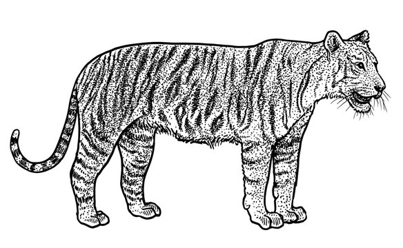 Bengal tiger illustration, drawing, engraving, ink, line art, vector