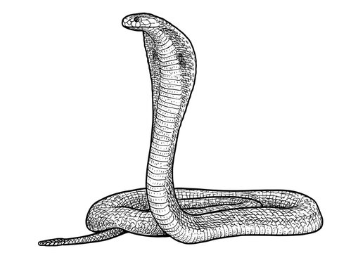 Indian cobra illustration, drawing, engraving, ink, line art, vector