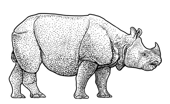 Indian rhinoceros illustration, drawing, engraving, ink, line art, vector