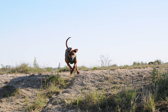 Hund Rhodesian Ridgeback rennt jagt angriff