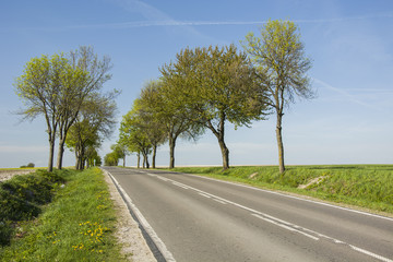 Fototapeta premium Trees along the asphalt road