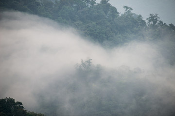 fog above rainforest
