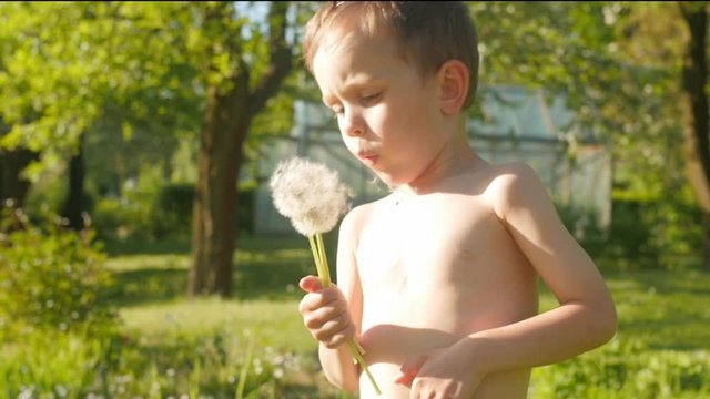 cute boy blowing sundelion in fron of camera, slow motion