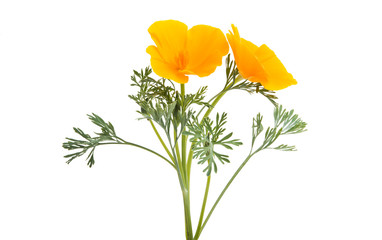 Californian poppy flower isolated