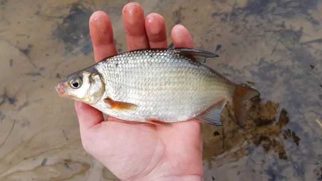 fish in the fisherman's hand, catch on the background of the river