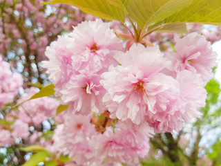 Beautiful tree of cherry blossom, sakura branch in spring time over blue sky, pink flowers, cherry blossom branch soft toned background.