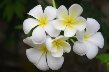 Obraz na płótnie Canvas Plumeria flowers in the garden.