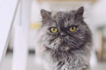 Portrait d'un chat persan gris