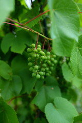 green grapes bunch in the garden