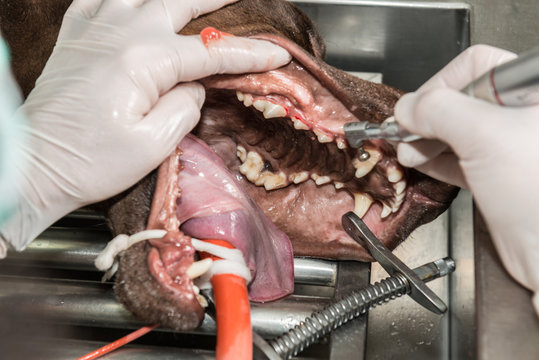 Le v&eacute;t&eacute;rinaire chirurgien effectue un d&eacute;tartrage et des soins dentaires sur un chien, un chat. Le d&eacute;tartrage est r&eacute;alis&eacute; sous anesth&eacute;sie..
