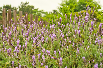 Pinkish Purple fragrant Spanish lavender/Topped lavender (Lavandula stoechas) full blooming in the garden. Field of violet French/butterfly lavender (Lavandula pedunculata) is Scented flowering plant.