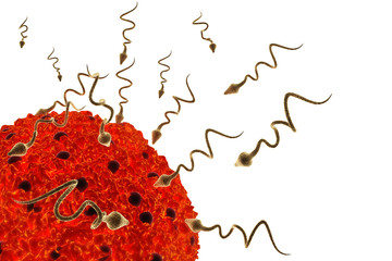 sperm and egg cell.3d render