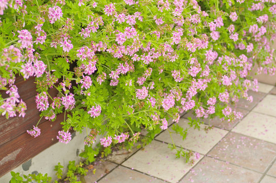 Light Pink Rose geranium or Sweet scented geranium (Pelargonium graveolens) in the garden. Citrosa geranium flowers or Prince of Orange geranium (Pelargonium citrosum) use as Mosquito Repellent Plants