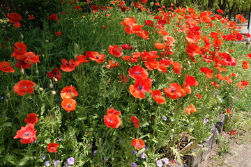 Obraz premium Mak maku z szalki Petriego