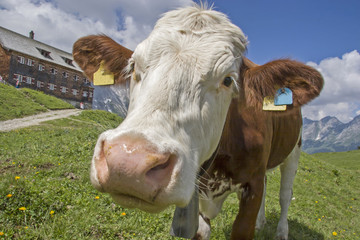 Fototapeta na wymiar Skurrile Detailansicht einer kuh