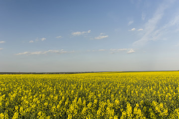Obraz premium Rape field and sky