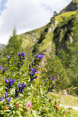 Willow Gentian (Gentiana asclepiadea)