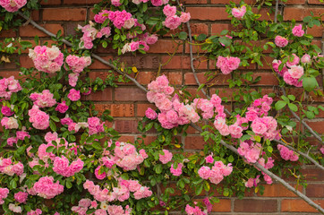 Fototapeta na wymiar Full blooming of Pretty Pale Pink Climbing Rose with red brick wall background. Beautiful Sweet Rambling Rose Flower (Rosa Super Fairy, Mannington Mauve Rambler) in Uminonakamichi garden,Fukuoka,Japan