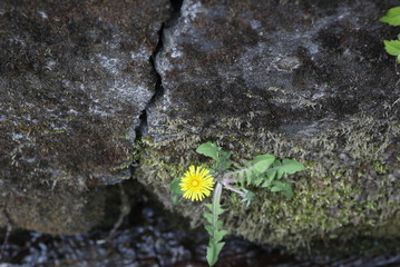 岩場に咲くタンポポ