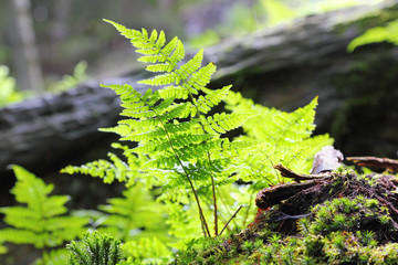 Close up of a fern in Montafon, Austria. Backlit Photograph