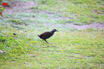 Barred Rail (Gallirallus torquatus) in Luzon, Philippines