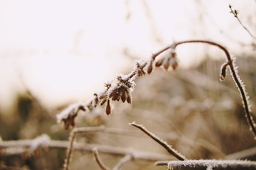 Pflanze Nah Winter Frost MAkro